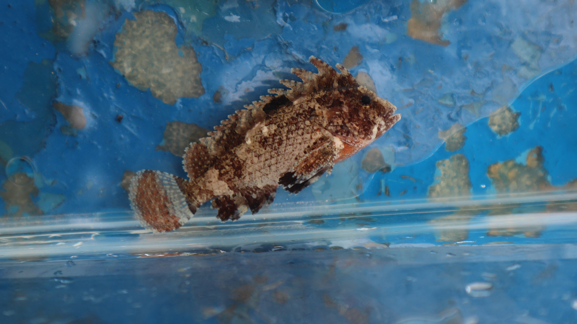 Cryptobenthic Fish