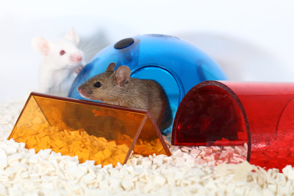 Laboratory mice