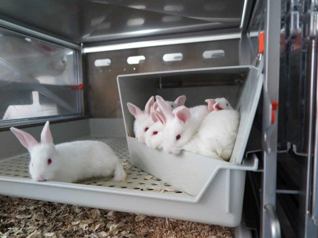 Laboratory rabbits